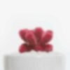 red plant